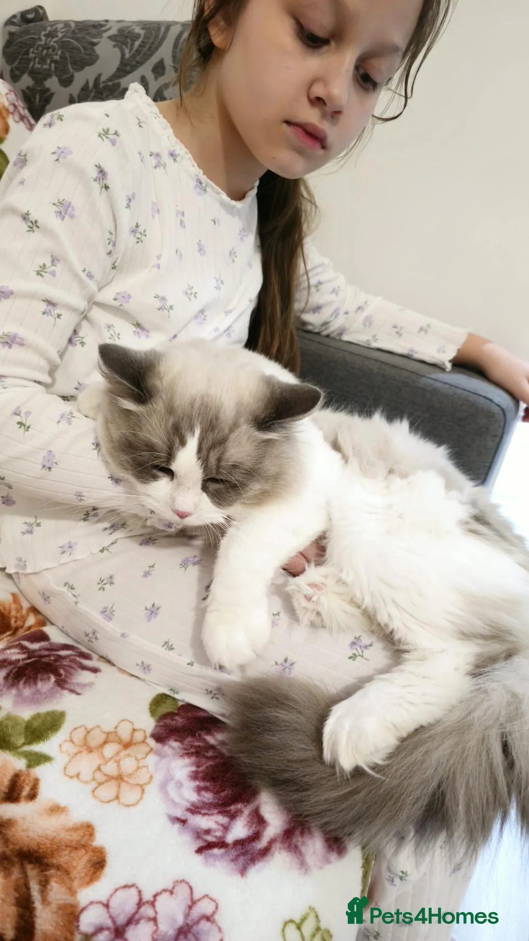 Ragdoll cats for sale: Gorgeous Ragdoll Pair – GCCF - Advert 2