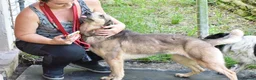 Mixed Breed dogs for adoption: Bimba in Birkenhead - Advert 8