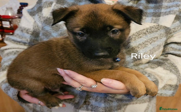 Belgian Shepherd Dog dogs - Advert 1