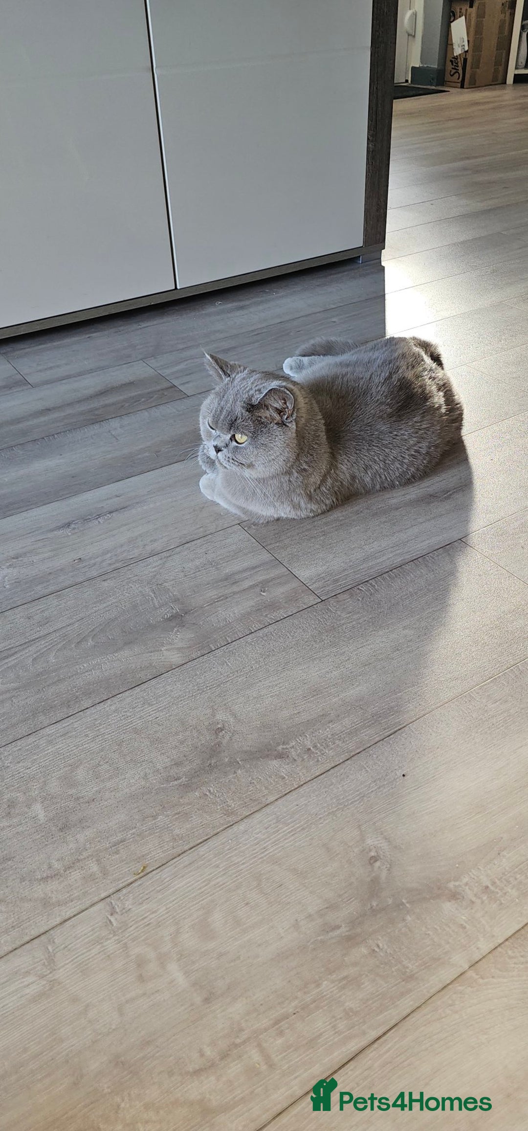 British Shorthair cats for sale: Beautiful  British  shorthair  kittens - Advert 4