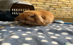 Mini Lop rabbits for sale: arlo lop bunny - Image 2