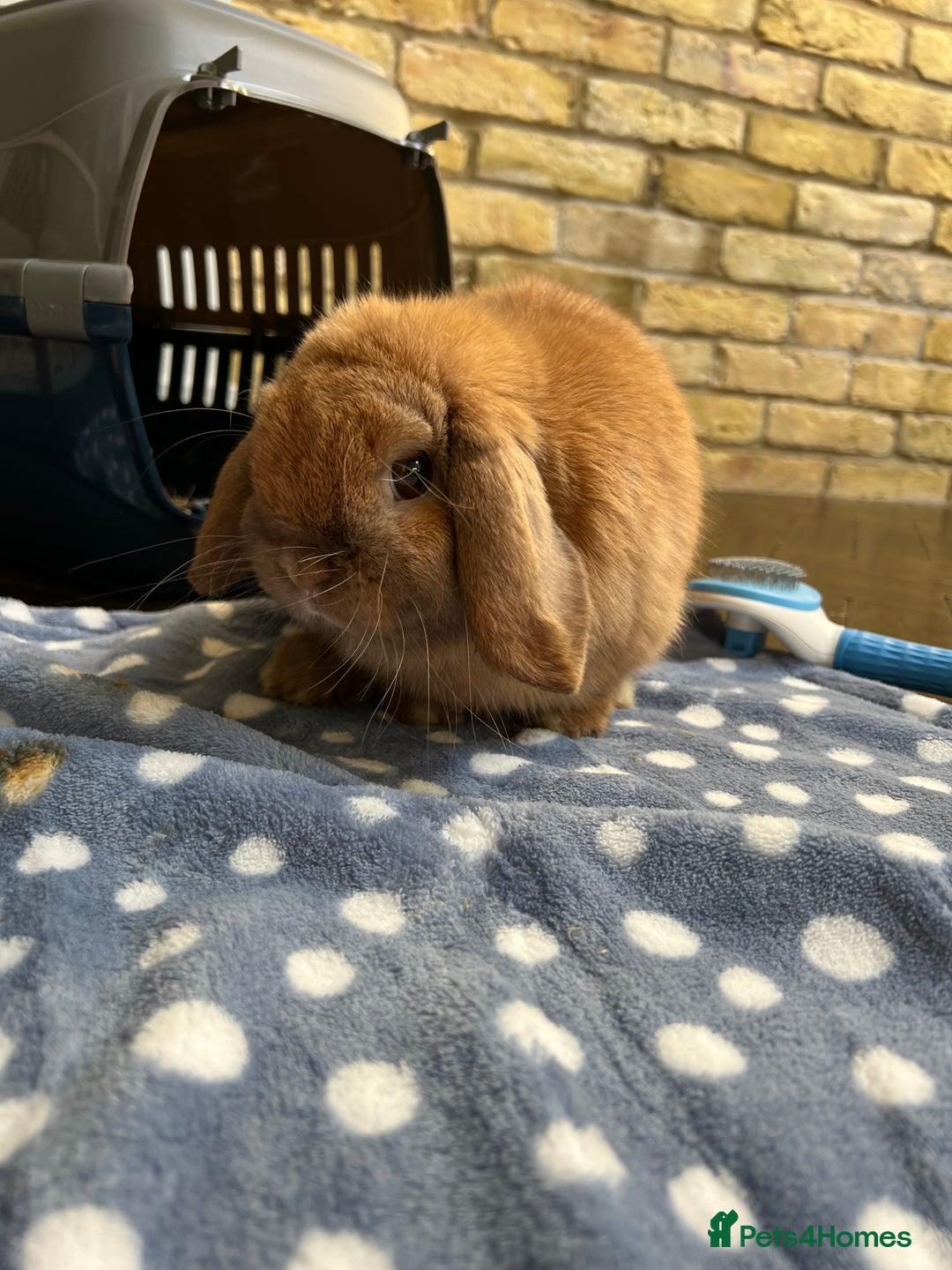 Mini Lop rabbits for sale: arlo lop bunny - Image 2
