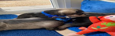 Puppy 1