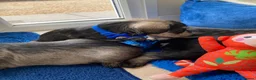 Miniature Schnauzer dogs for sale: Adorable KC Reg Mini Schnauzer Pups - Advert 15
