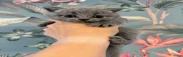 British Shorthair cats for sale: Gorgeous friendly GCCF BSH Kittens - Advert 20