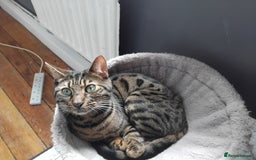 Bengal cats for sale: Beautiful Bengal Female  - Image 5