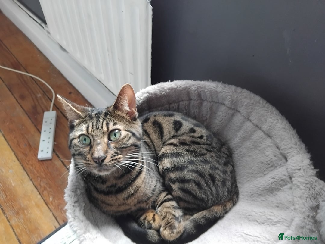 Bengal cats for sale: Beautiful Bengal Female  - Image 5