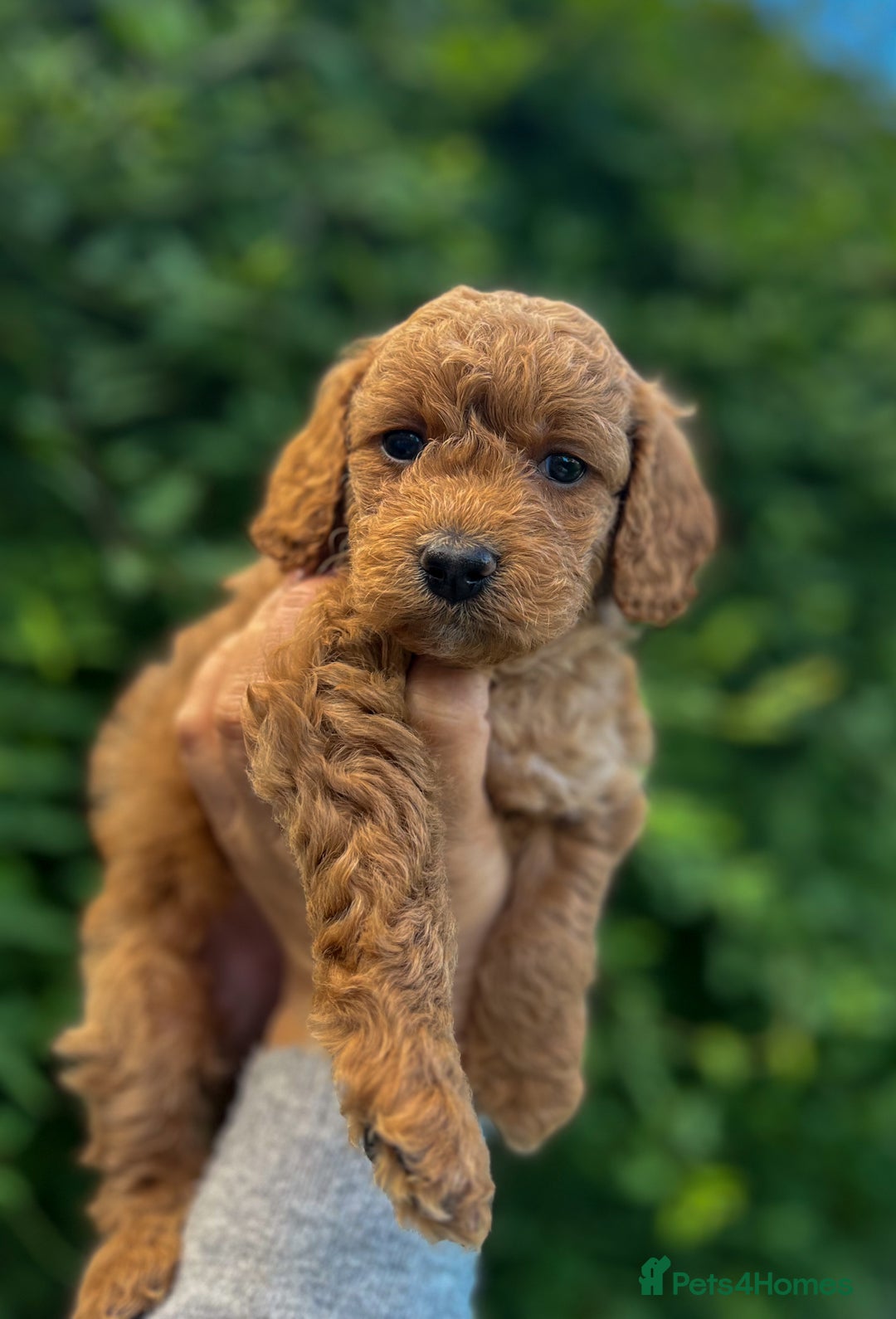 Cockapoo dogs for sale: Stunning Mini/Medium Cockapoo Puppies - Image 11