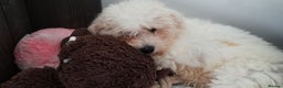 Bichon Frise dogs for stud: Alfie, super stud in Birmingham - Advert 9