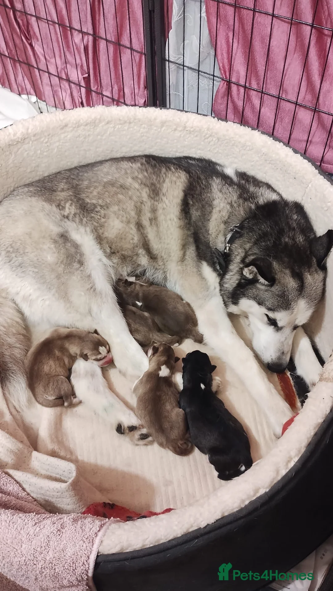 Siberian Husky dogs for stud: 🐺Lucky🐺 in Birmingham - Advert 23