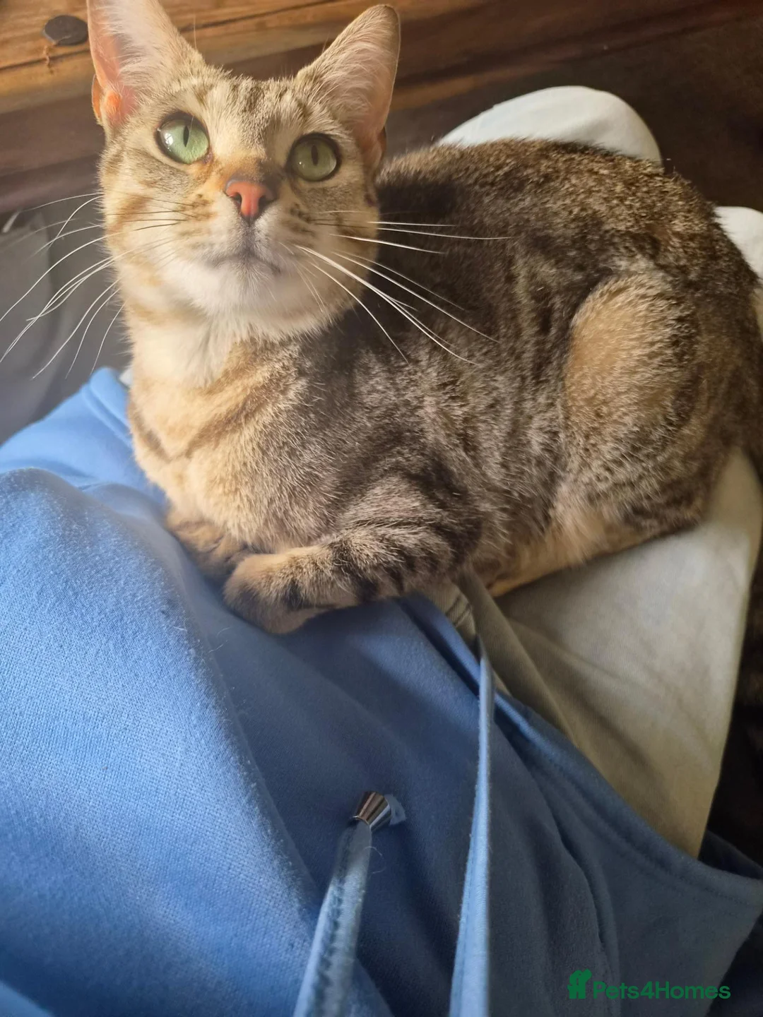 Bengal cats for sale: 3 beautiful bengal girls. - Advert 17