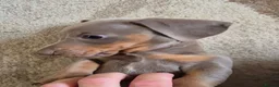 Miniature Dachshund dogs for sale: Gorgeous little isabella and tan boy - Advert 8