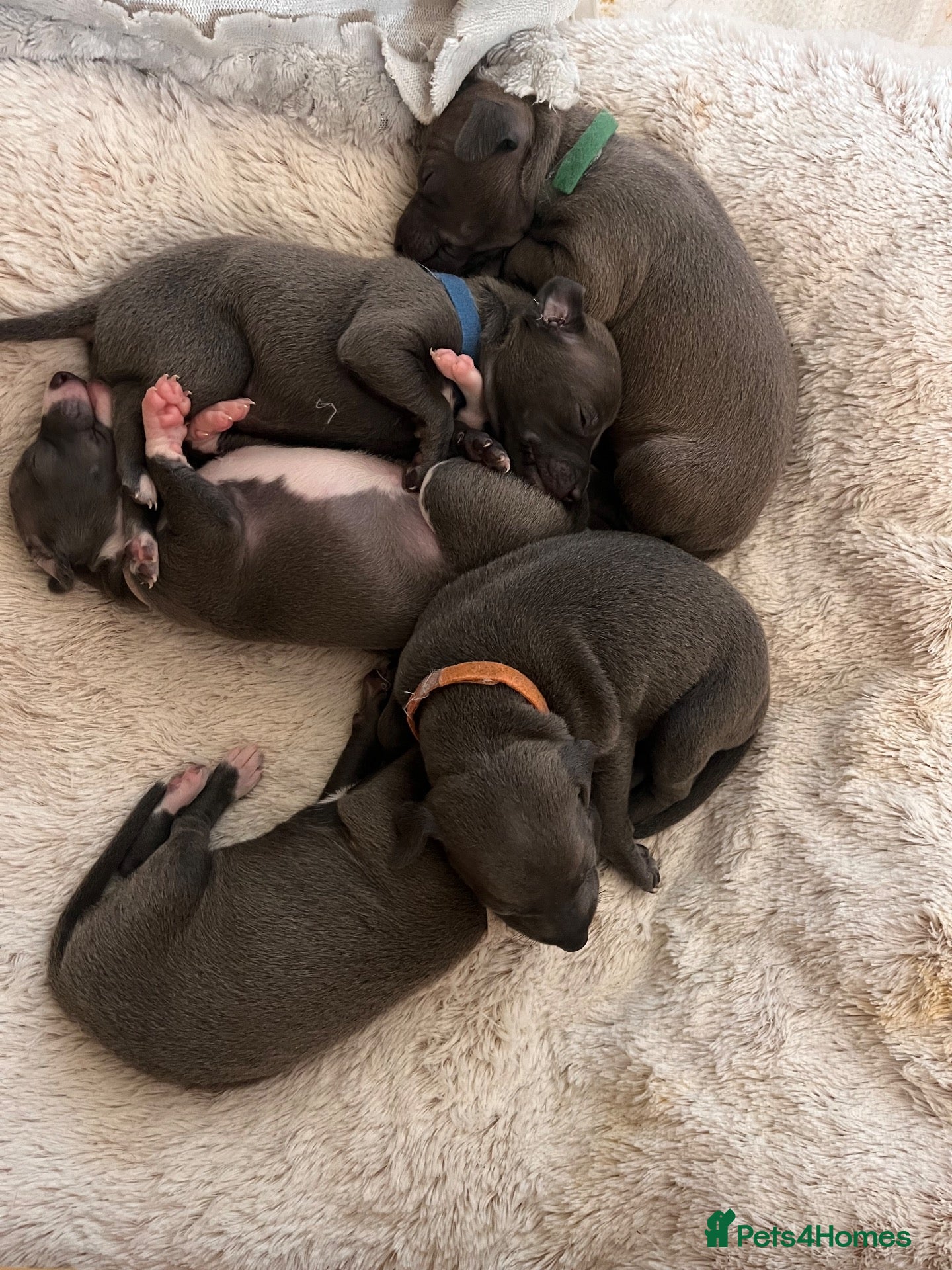 Italian Greyhound dogs Stunning litter of Italian greyhounds  - Advert 17