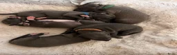 Italian Greyhound dogs for sale: Stunning litter of Italian greyhounds  in Stanley - Advert 1