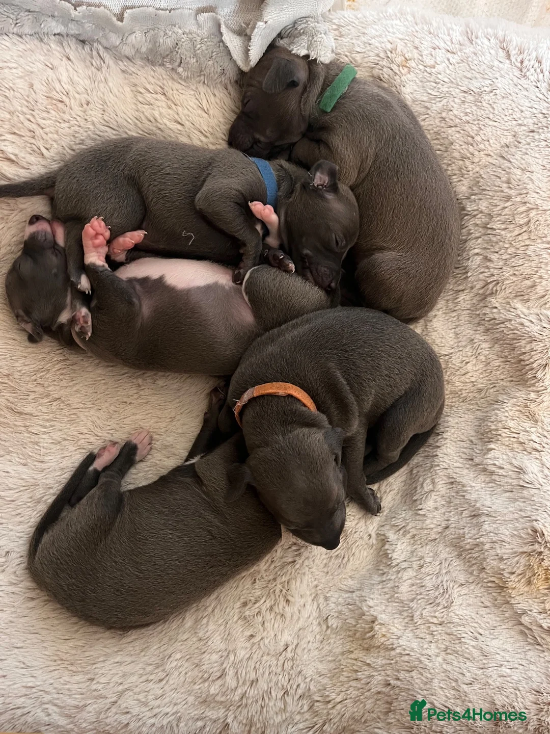 Italian Greyhound dogs for sale: Stunning litter of Italian greyhounds  in Stanley - Advert 1