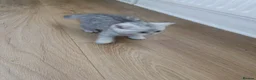 British Shorthair cats for sale: British Shorthair kittens  - Advert 7