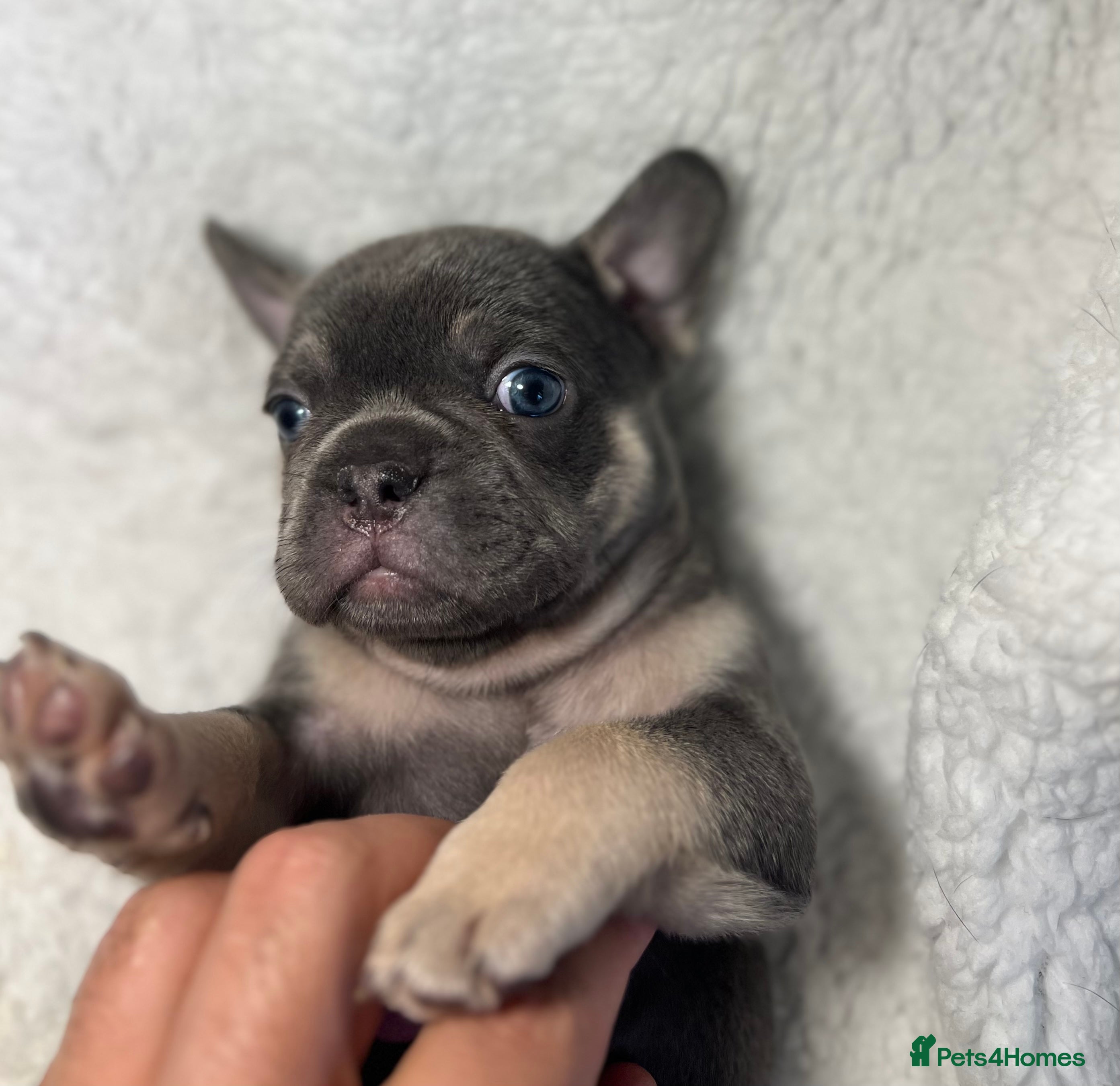 French Bulldog dogs Female French Bulldog - Advert 16