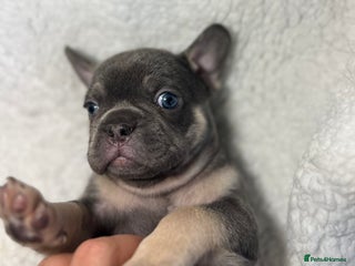 French Bulldog dogs Female French Bulldog - Advert 6