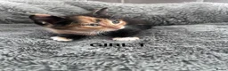 Mixed Breed cats for sale: Kittens 1/4 Maine coon.7 weeks and ready to leave. - Advert 11
