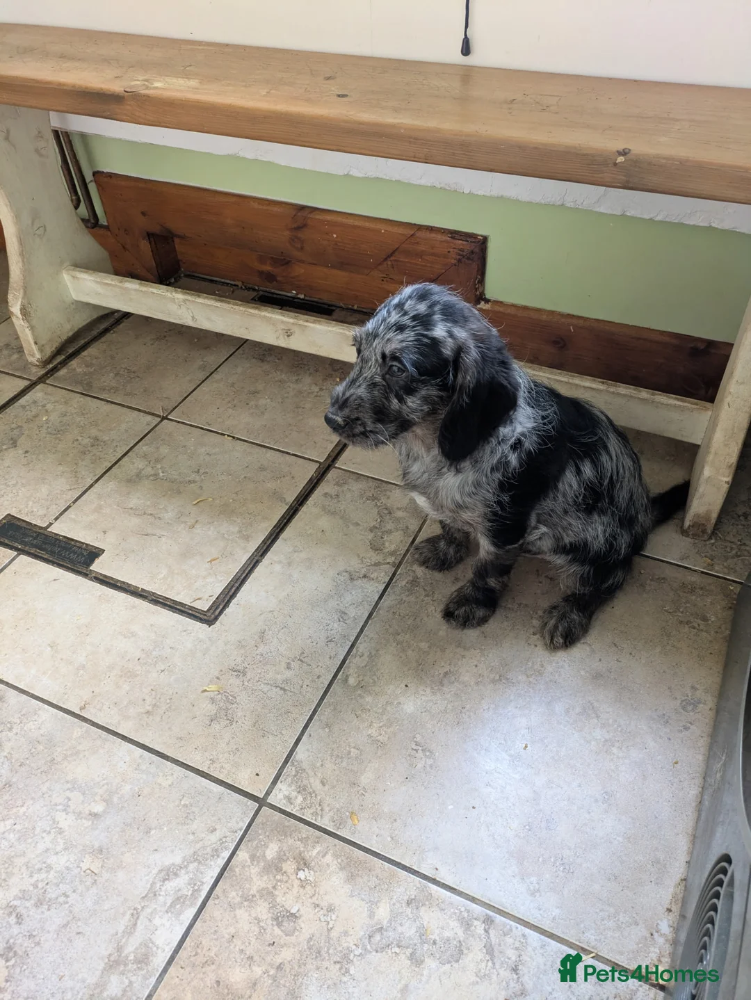 Labradoodle dogs for sale: Labradoodle puppys in Portsmouth - Advert 5