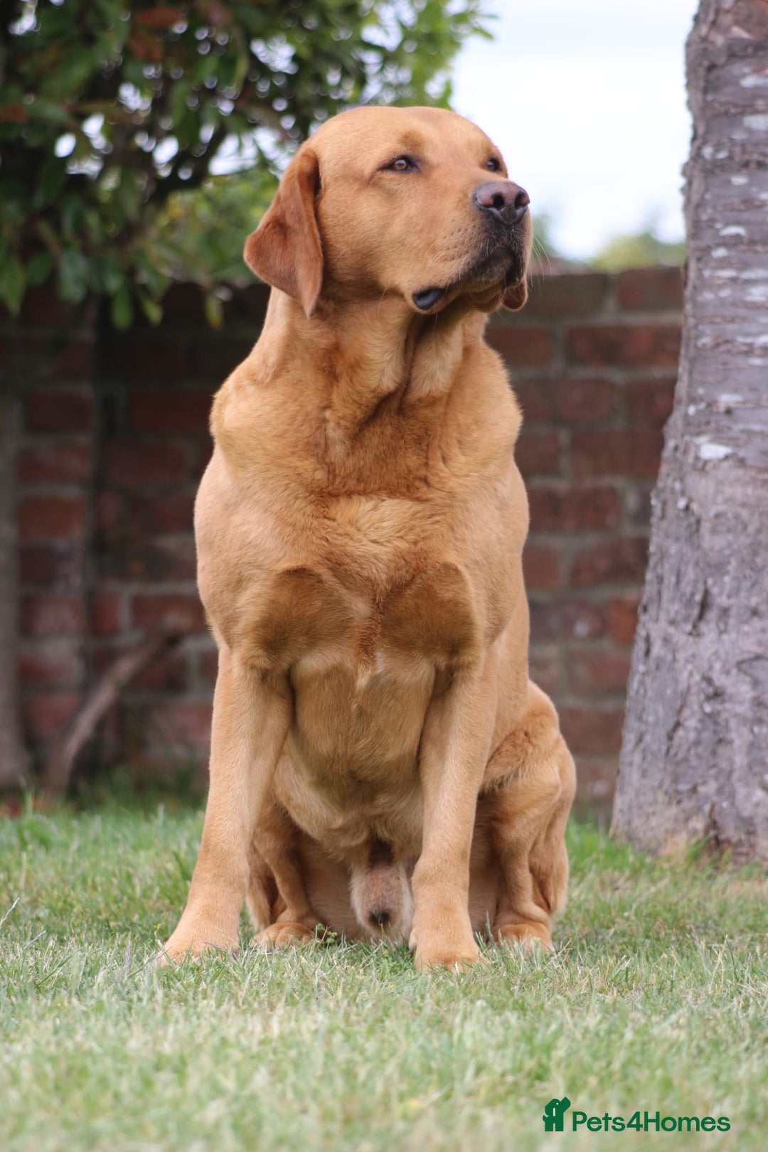 Labrador Retriever dogs for sale: ADORABLE LABRADOR PUPPIES KC REGISTERED - Advert 18