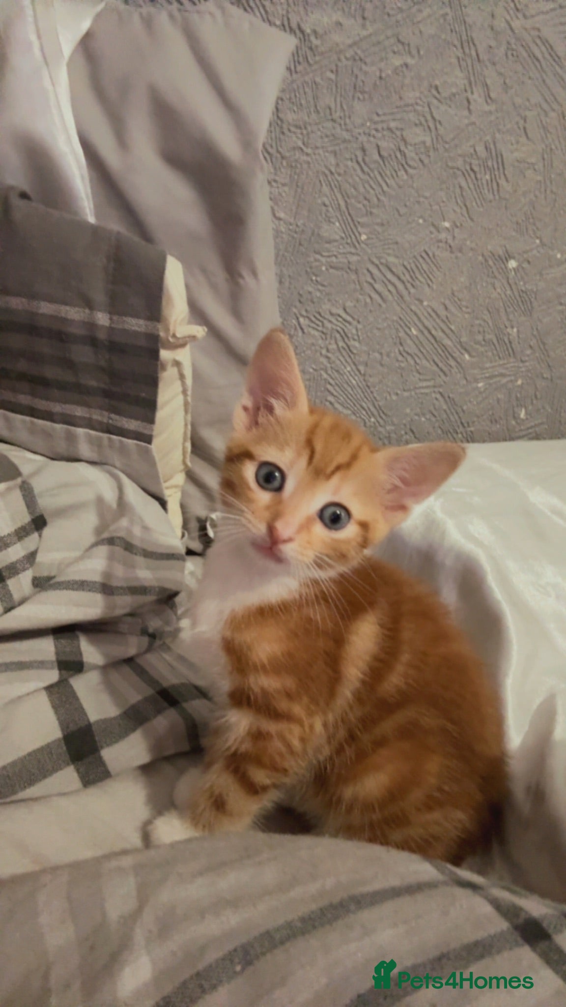 Mixed Breed cats 2 Ginger Male Kittens - Advert 9
