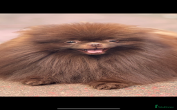Pomeranian dogs for stud: Amazing Teddy bear chocolate boy for stud 🥰 - Image 7