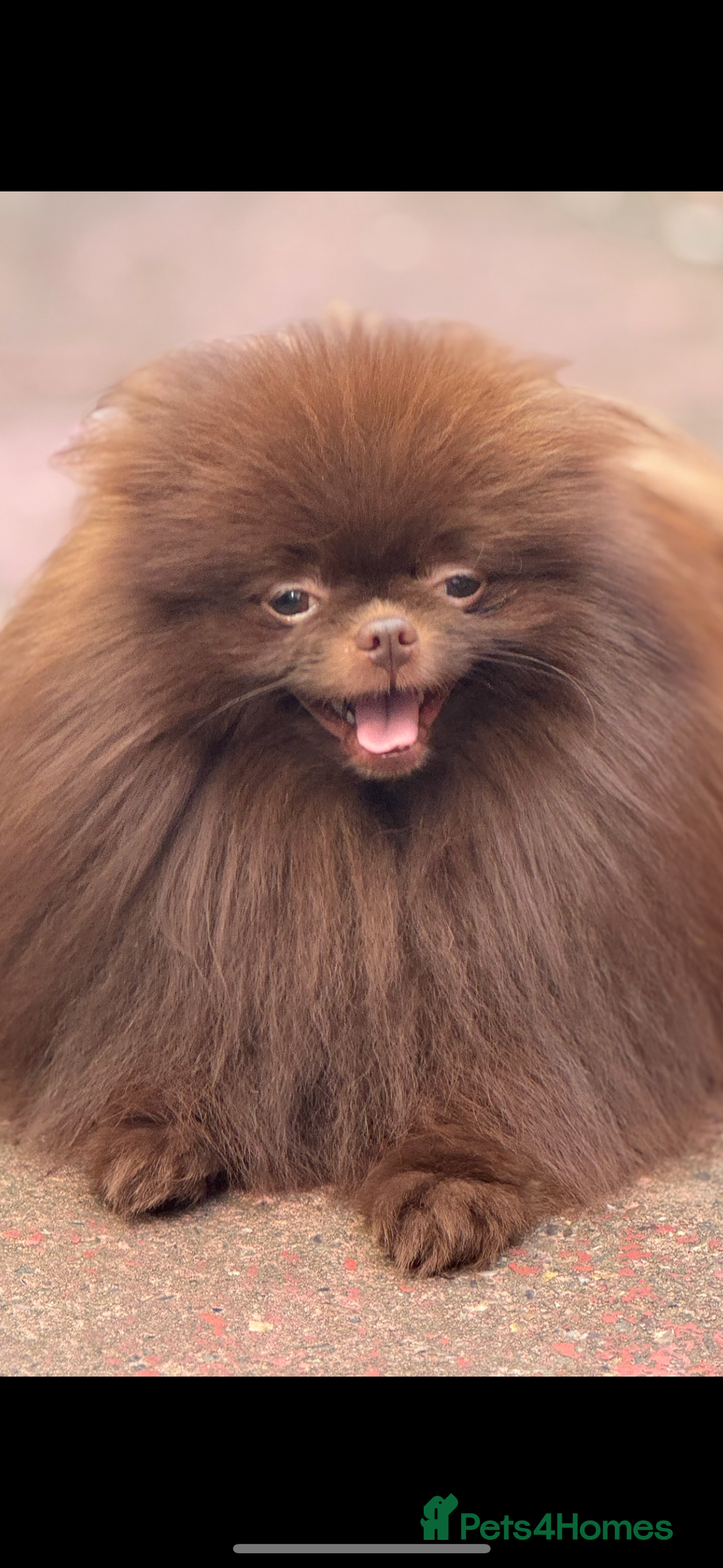 Pomeranian dogs for stud: Amazing Teddy bear chocolate boy for stud 🥰 - Image 7