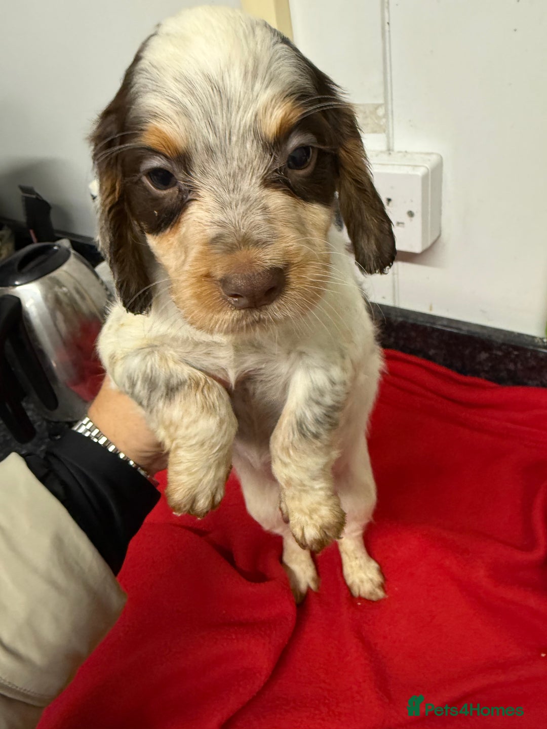 Cocker Spaniel dogs for sale: Working cocker spainel puppies  - Advert 10