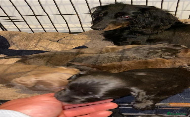 Mixed Breed dogs - Advert 1