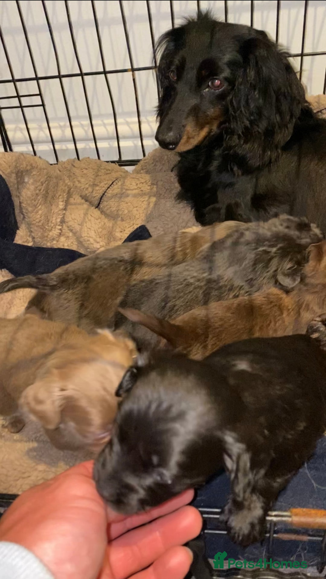 Mixed Breed dogs for sale: Chiweenie Puppies For Sale  - Image 1