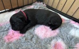 German Shepherd dogs for sale: KC Registered Working Line German Shepherd Puppies - Image 13
