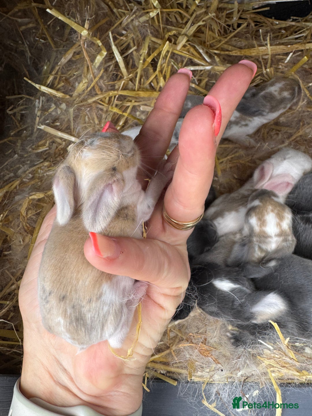 Mini Lop rabbits for sale: Mini lop baby rabbits for sale - Image 4