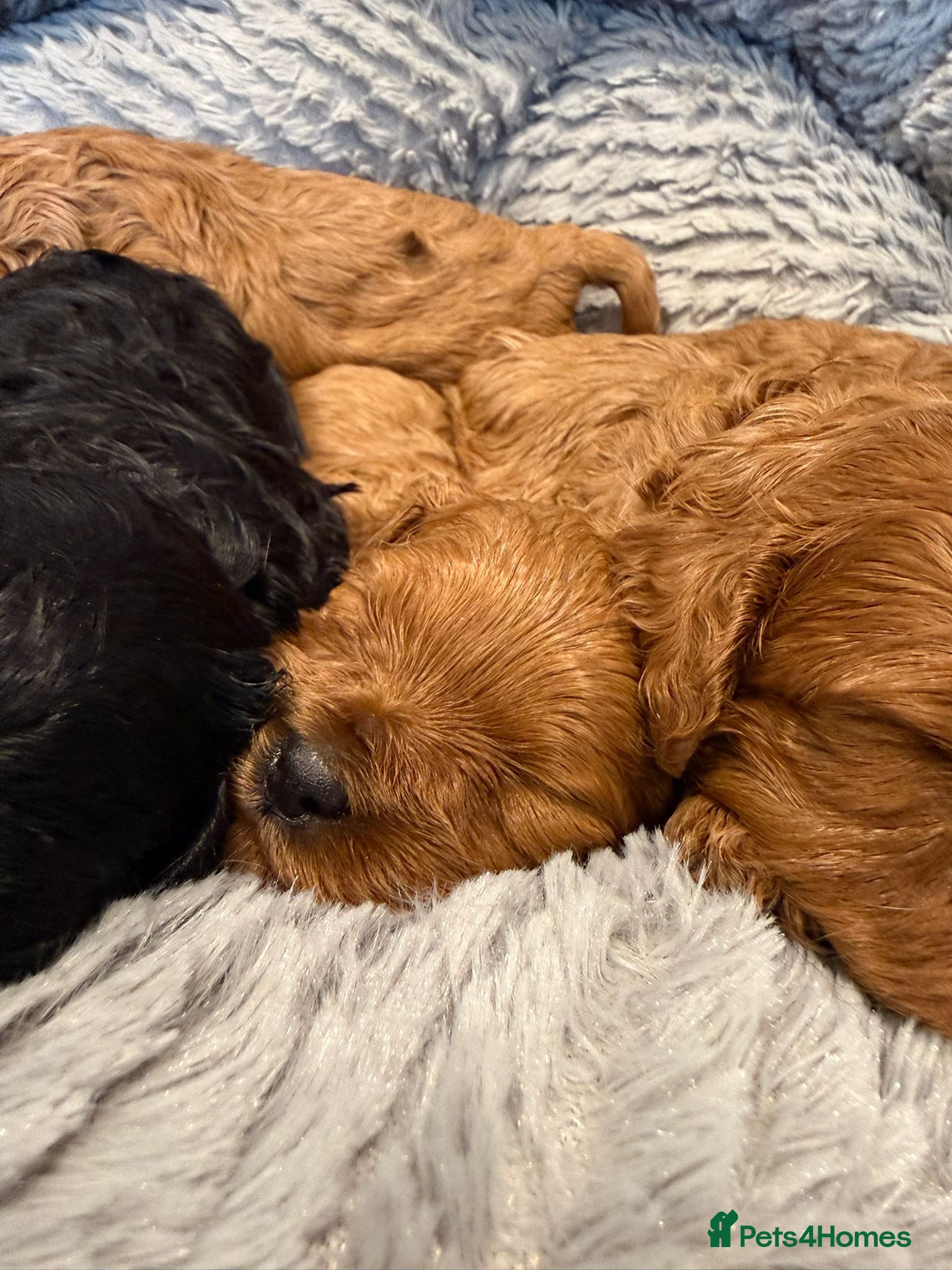 Cavapoo dogs F1 cavapoo 4 girls 1 boy health tested - Advert 2