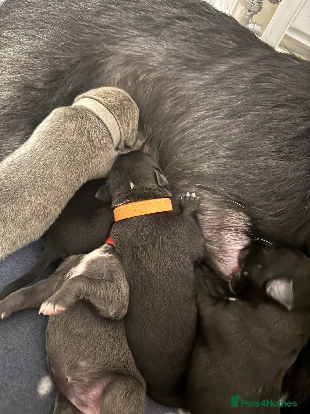 Mixed Breed dogs for sale: 75% Lurcher 25% Cane Corso Puppies - Advert 16