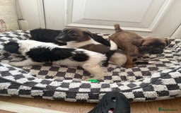 Mixed Breed dogs for sale: 4beautiful terrierxGerman ShepherdxLabrador puppy - Image 20