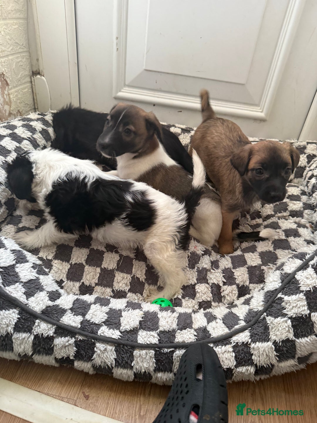 Mixed Breed dogs for sale: 4beautiful terrierxGerman ShepherdxLabrador puppy - Image 20