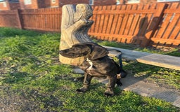 Great Dane dogs for sale: Puppy - Great Dane 5 months  - Image 1