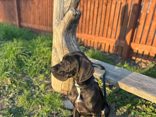 Great Dane dogs - Advert 6