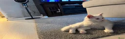 Maine Coon cats for sale: Beautiful White Maine Coon Cat in Glasgow - Advert 12