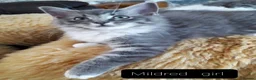 Maine Coon cats for sale: Maincoon ×Ragdoll (Ragcoon)  now available.  - Advert 15