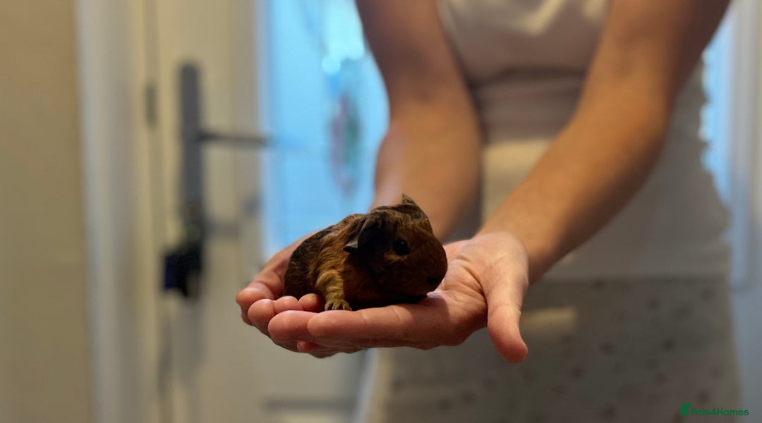 Guinea Pig rodents for sale: 🩷2 GIRL baby guinea pigs ready to leave 🩷  - Image 2