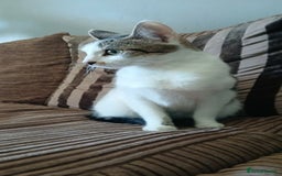 Mixed Breed cats for sale: Female White and tabby cat - Advert 3