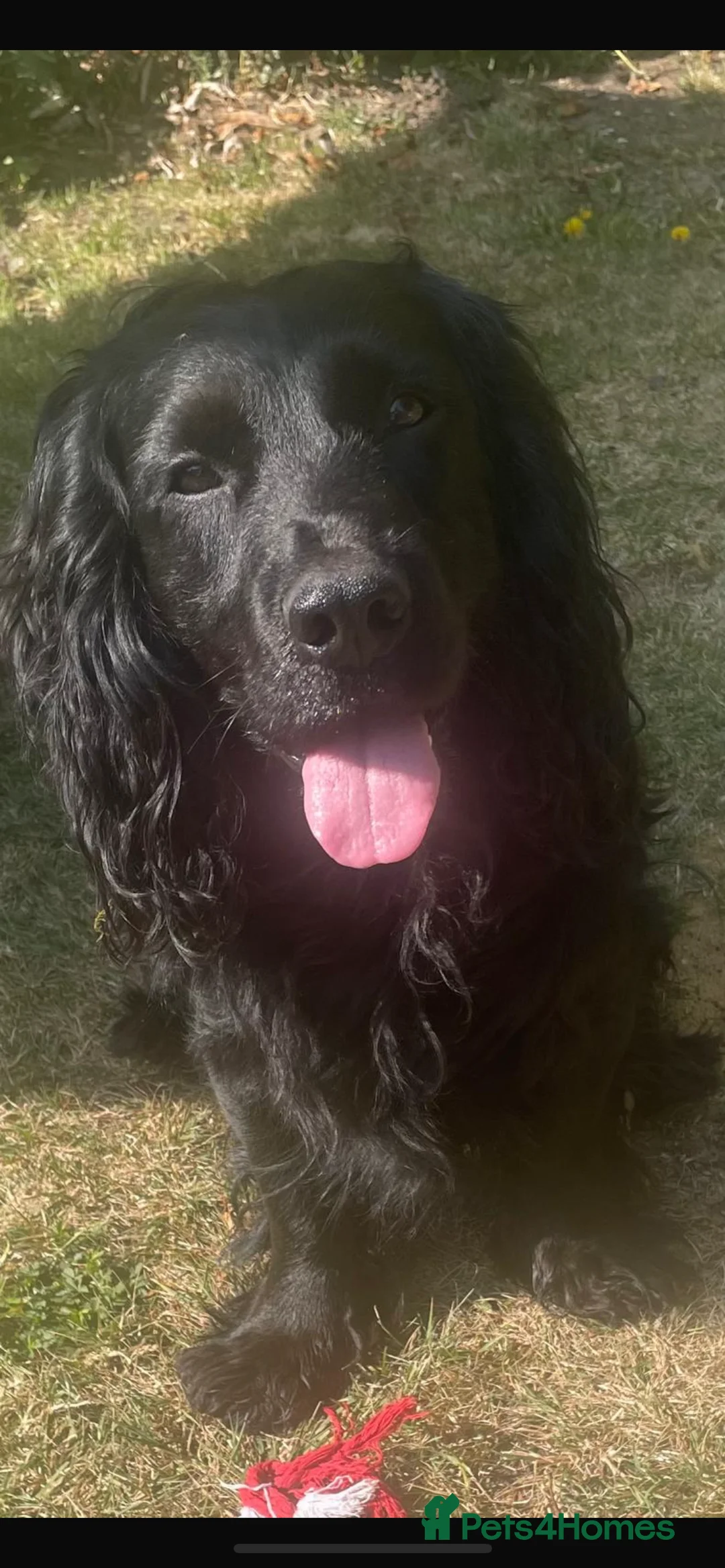 Cocker Spaniel dogs for sale: 1 boy left  - Kc reg cocker spaniels  - Advert 4