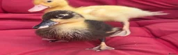 Ducks poultry for sale:  Pure bred Miniature call Ducklings  - Advert 3