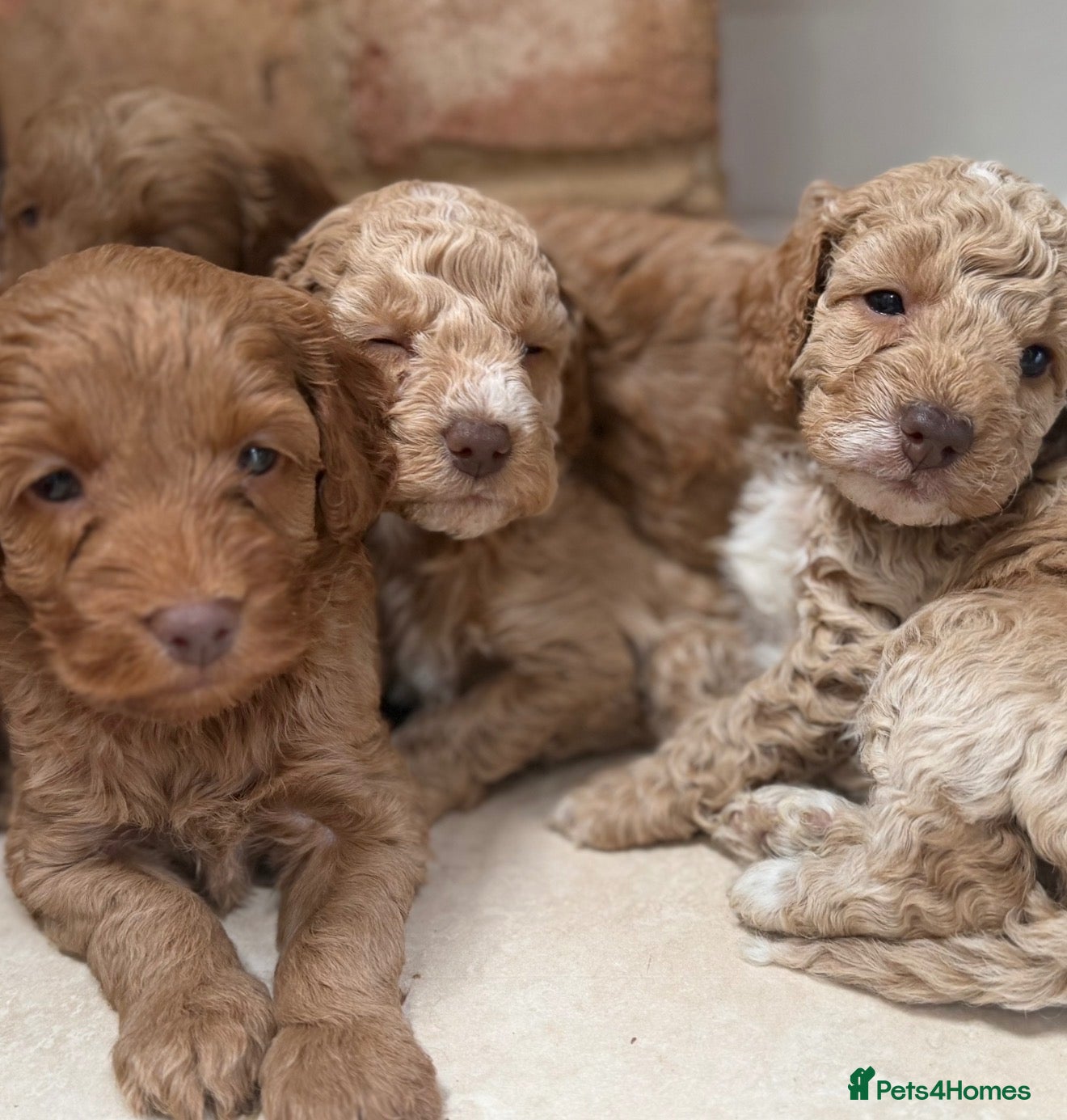 Cockapoo dogs ⭐⭐OUTSTANDING COCKAPOO PUPPIES⭐⭐ - Advert 1