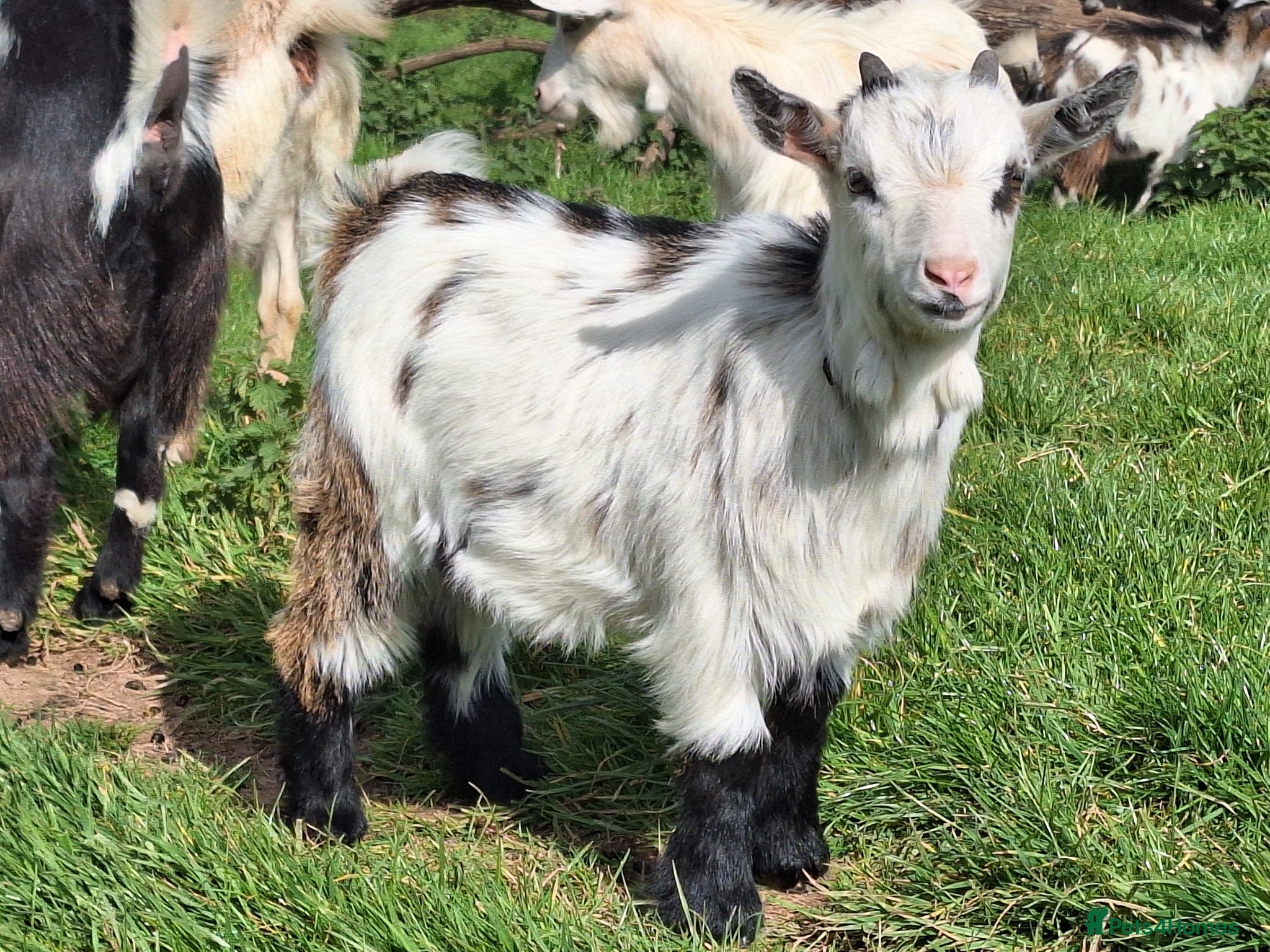 Goats livestock Gorgeous Wether Pygmy goat kids for Sale.  - Advert 2