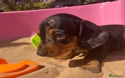 Miniature Dachshund dogs for sale: KC, PRA Clear Miniature Dachshund Puppies - Image 20