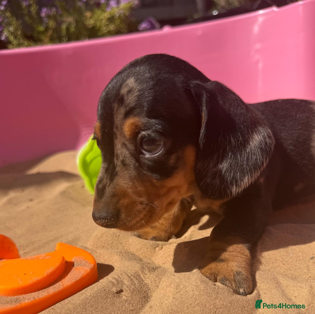 Miniature Dachshund dogs for sale: KC, PRA Clear Miniature Dachshund Puppies - Image 20