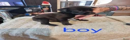 Mixed Breed dogs for sale: Mixed puppies for sale  in Chatham - Advert 6